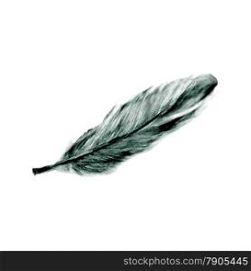 Illustration of hand drawn feather isolated on white background