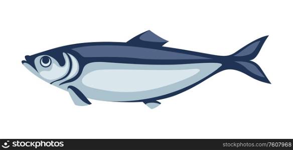 Illustration of herring fish. Pacific sardine. Seafood image.. Illustration of herring fish. Pacific sardine.