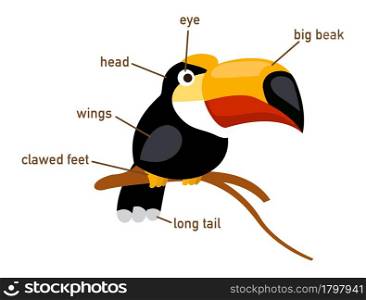 Illustration of hornbill vocabulary part of body vector