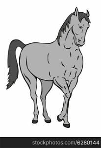 Illustration of horse standing isolated on white background done in retro style.
