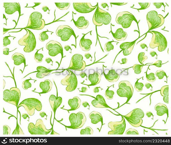 Illustration of Hoya Kerrii Craib or Heart Leaf Hoya on White Background.