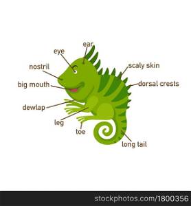 Illustration of iguana vocabulary part of body.vector