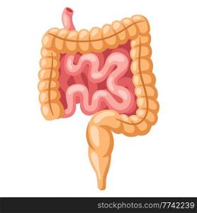 Illustration of intestines internal organ. Human body anatomy. Health care and medical education icon.. Illustration of intestines internal organ. Human body anatomy. Health care and medical icon.