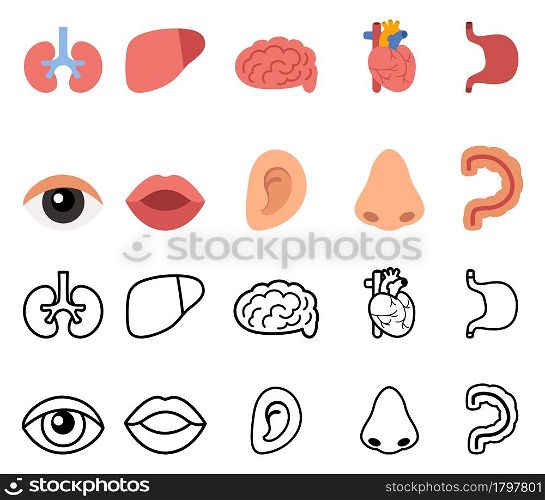 illustration of isolated human organs vector