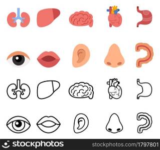 illustration of isolated human organs vector