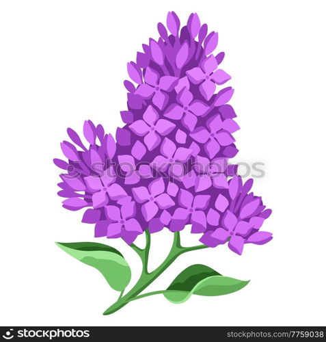 Illustration of lilac flowers. Beautiful decorative spring plant. Natural image.. Illustration of lilac flowers. Beautiful decorative spring plant.