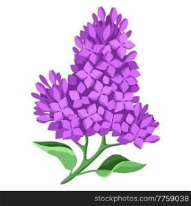 Illustration of lilac flowers. Beautiful decorative spring plant. Natural image.. Illustration of lilac flowers. Beautiful decorative spring plant.