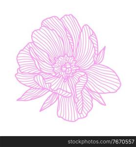 Illustration of linear peony. Beautiful decorative stylized summer flower.. Illustration of linear peony.