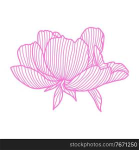 Illustration of linear peony. Beautiful decorative stylized summer flower.. Illustration of linear peony.