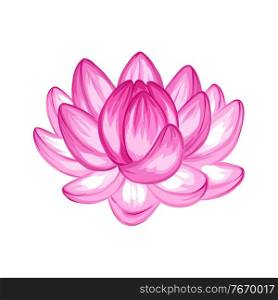 Illustration of lotus flower. Water lily decorative image. Natural tropical plants.. Illustration of lotus flower.