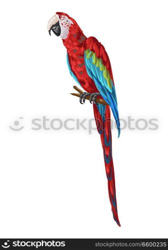 Illustration of macaw parrot. Tropical exotic bird.. Illustration of macaw parrot.