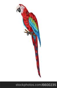 Illustration of macaw parrot. Tropical exotic bird.. Illustration of macaw parrot.