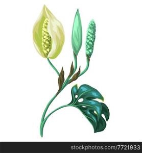 Illustration of monstera palm leaf with flower. Decorative image of tropical foliage and plant.. Illustration of monstera palm leaf with flower. Decorative image of tropical plant.