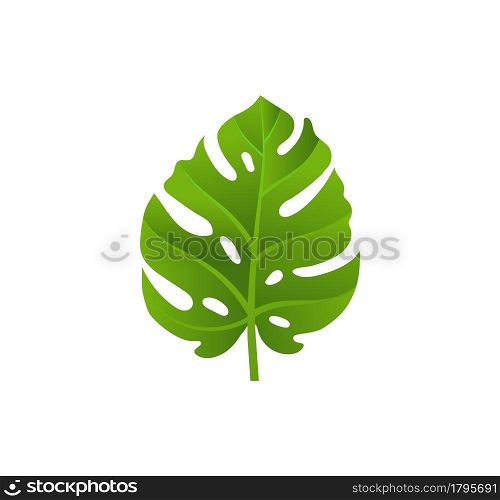 illustration of monstera tropical leaves on white background vector