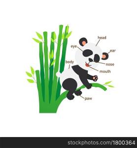 Illustration of panda vocabulary part of body.vector