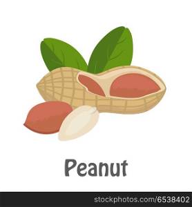 Illustration of Peanut. Illustration of peanut. Ripe peanut kernels with leaves in flat. Peanut on white background. Several peanut kernels. Healthy vegetarian food. Isolated vector illustration on white background.
