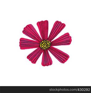 Illustration of pink Cosmos flower isolated on white background