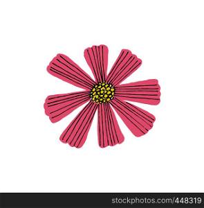 Illustration of pink Cosmos flower isolated on white background