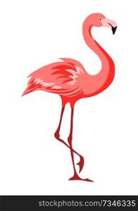 Illustration of pink flamingo. Tropical exotic bird isolated on white background.. Illustration of pink flamingo. Tropical exotic bird on white background.