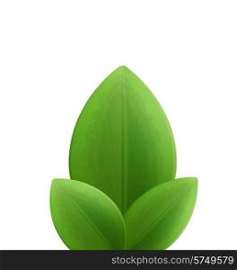 Illustration of plant three realistic green leaves isolated on white - vector
