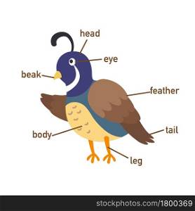 Illustration of quail vocabulary part of body.vector