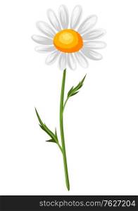 Illustration of realistic chamomile. Beautiful summer flower.. Illustration of realistic chamomile. Beautiful flower.