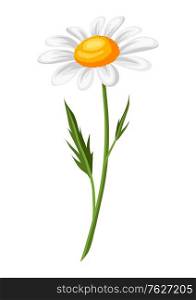Illustration of realistic chamomile. Beautiful summer flower.. Illustration of realistic chamomile. Beautiful flower.
