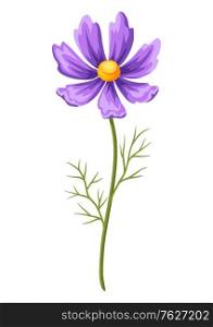 Illustration of realistic cosmea. Beautiful summer flower.. Illustration of realistic cosmea. Beautiful flower.
