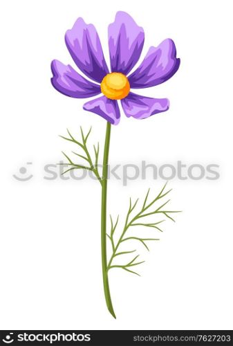 Illustration of realistic cosmea. Beautiful summer flower.. Illustration of realistic cosmea. Beautiful flower.
