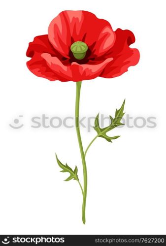 Illustration of realistic poppy. Beautiful summer flower.. Illustration of realistic poppy. Beautiful flower.