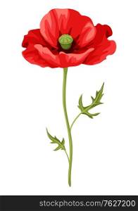 Illustration of realistic poppy. Beautiful summer flower.. Illustration of realistic poppy. Beautiful flower.