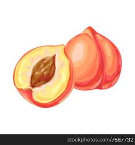 Illustration of ripe peach and slice. Summer fruit in decorative style.. Illustration of ripe peach and slice.