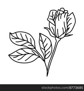 Illustration of rose flower. Beautiful decorative plant. Natural image.. Illustration of rose flower. Beautiful decorative plant.