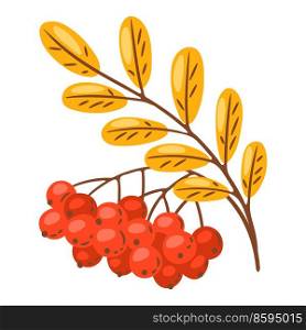 Illustration of rowan sprig with berries. Image of seasonal autumn plant.. Illustration of rowan sprig with berries. Image of autumn plant.