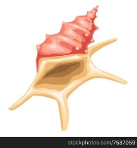 Illustration of seashell. Tropical underwater decorative mollusk shell.. Illustration of seashell. Tropical underwater mollusk shell.