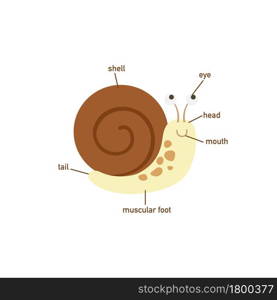 Illustration of snail vocabulary part of body.vector