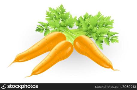 Illustration of some fresh tasty orange carrots