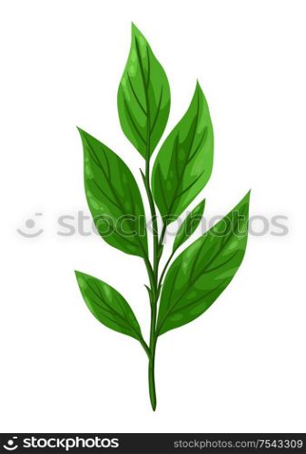 Illustration of sprig with green leaves. Decorative natural plant.. Illustration of sprig with green leaves.