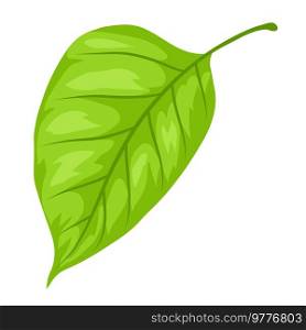 Illustration of spring leaf. Beautiful decorative natural plant.. Illustration of spring leaf. Beautiful decorative plant.