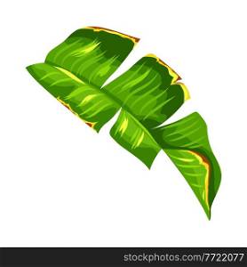 Illustration of stylized banana palm leaf. Decorative image of tropical foliage and plant.. Illustration of banana palm leaf. Decorative image of tropical foliage and plant.