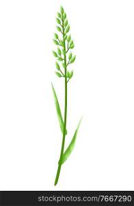 Illustration of stylized cereal grass. Decorative meadow plant.. Illustration of stylized cereal grass.