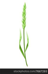 Illustration of stylized cereal grass. Decorative meadow plant.. Illustration of stylized cereal grass.