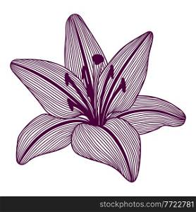 Illustration of stylized lily flower. Decorative image of beautiful bud.. Linear texture.. Illustration of stylized lily flower. Decorative image of beautiful bud.