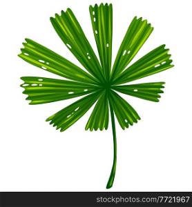 Illustration of stylized palm leaf. Decorative image of tropical foliage and plant.. Illustration of palm leaf. Decorative image of tropical foliage and plant.
