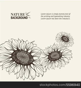 Illustration of sunflower. Vector illustration, contains transparencies, gradients and effects.