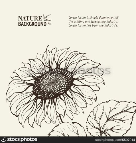 Illustration of sunflower. Vector illustration, contains transparencies, gradients and effects.