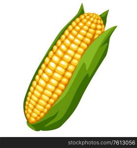 Illustration of sweet golden ripe corn. Agricultural farm item. Isolated vegetable.. Illustration of sweet golden ripe corn.