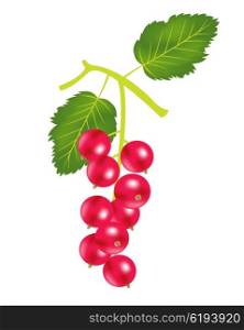 Illustration of the berries of the wood sorrel on white background. Berry wood sorrel on white background