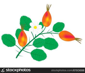 Illustration of the branch of the wild rose on white background. Branch with berry of the wild rose
