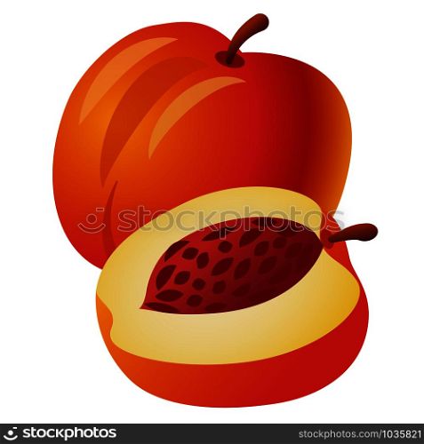 illustration of the peaches on the white background. fresh peaches